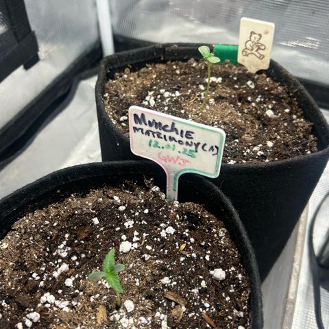 Munchie Matrimony (A): SSG. GWJ25 growlog photo: Now they are starting to look ok and I’m feeling better about the gals.  Have 150ml 💦 towards edge of pots