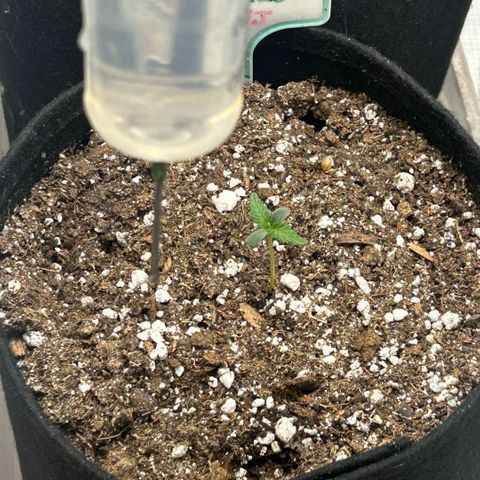 Munchie Matrimony (A): SSG. GWJ25 growlog photo: Now they are starting to look ok and I’m feeling better about the gals.  Have 150ml 💦 towards edge of pots