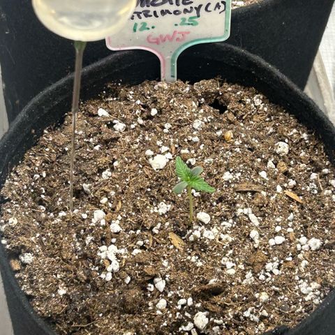 Munchie Matrimony (A): SSG. GWJ25 growlog photo: Now they are starting to look ok and I’m feeling better about the gals.  Have 150ml 💦 towards edge of pots