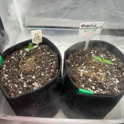 Munchie Matrimony (A): SSG. GWJ25 growlog timeline photo