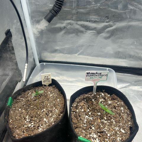 Munchie Matrimony (A): SSG. GWJ25 growlog timeline photo