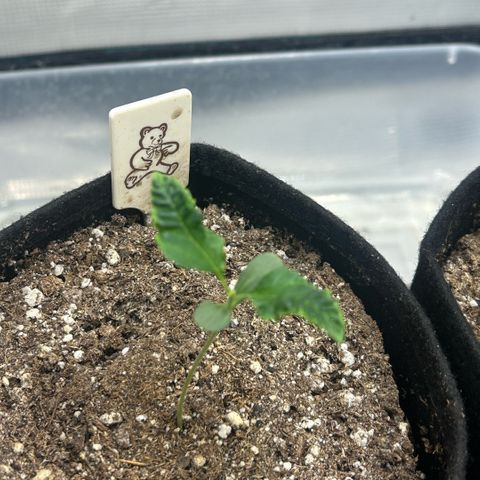 Munchie Matrimony (A): SSG. GWJ25 growlog timeline photo