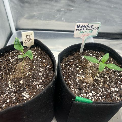 Munchie Matrimony (A): SSG. GWJ25 growlog timeline photo