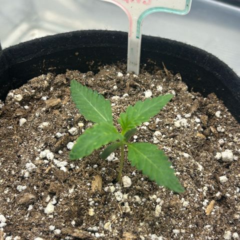 Munchie Matrimony (A): SSG. GWJ25 growlog timeline photo