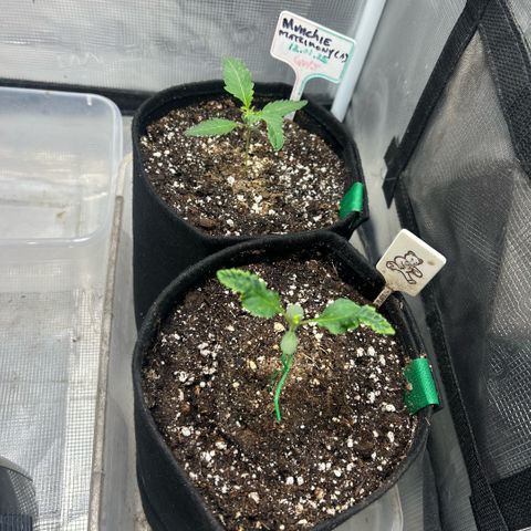 Munchie Matrimony (A): SSG. GWJ25 growlog photo: 250ml 💦 ¾ strength nutes 