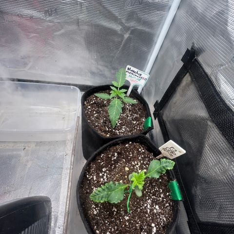 Munchie Matrimony (A): SSG. GWJ25 growlog photo: 💦💦 350ml full nutes. Lil monster👹 is looking ‘normal’