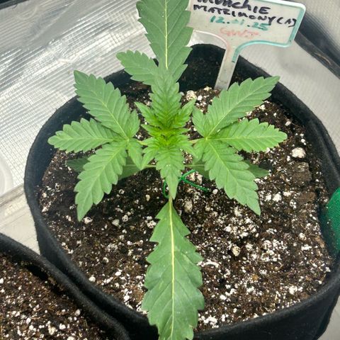 Munchie Matrimony (A): SSG. GWJ25 growlog photo: 💦💦 500ml