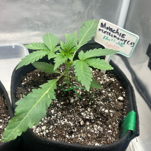 Munchie Matrimony (A): SSG. GWJ25 growlog photo: 💦💦 500ml