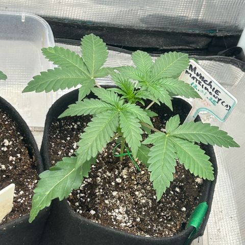 Munchie Matrimony (A): SSG. GWJ25 growlog photo: 💦💦500ml