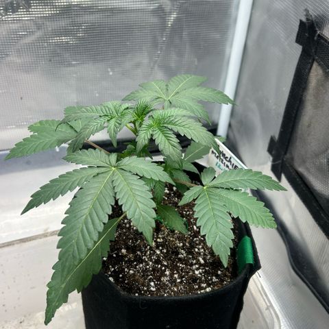 Munchie Matrimony (A): SSG. GWJ25 growlog photo: Doing well. The “runt” (not for grow off) is doing well too, better than I expected; we’ll see how she is looking next month. My plant for submission is catching up with the rest in grow off!