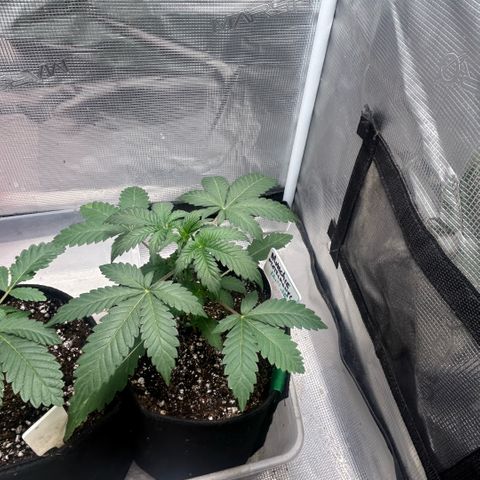 Munchie Matrimony (A): SSG. GWJ25 growlog photo: Doing well. The “runt” (not for grow off) is doing well too, better than I expected; we’ll see how she is looking next month. My plant for submission is catching up with the rest in grow off!