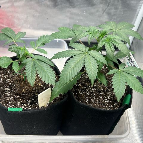 Munchie Matrimony (A): SSG. GWJ25 growlog photo: Doing well. The “runt” (not for grow off) is doing well too, better than I expected; we’ll see how she is looking next month. My plant for submission is catching up with the rest in grow off!