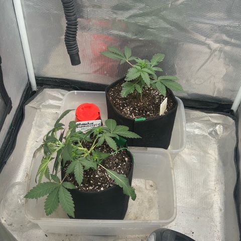 Munchie Matrimony (A): SSG. GWJ25 growlog photo: 💦💦800ml. Doubt I’ll go larger than 800ml. I think in preflower, started w flowering schedule. LST 90°