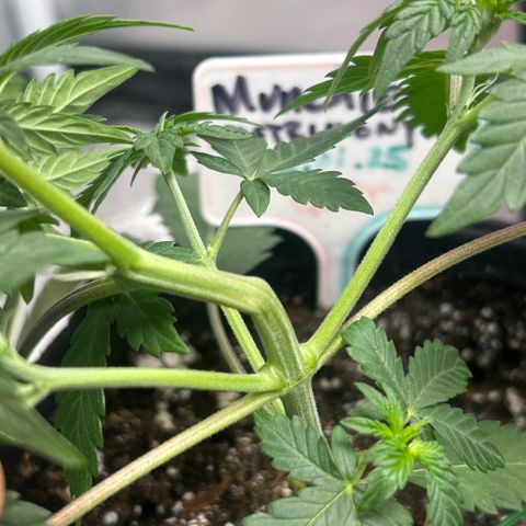 Munchie Matrimony (A): SSG. GWJ25 growlog photo: 💦💦800ml. Doubt I’ll go larger than 800ml. I think in preflower, started w flowering schedule. LST 90°