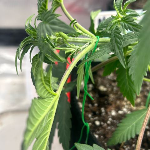 Munchie Matrimony (A): SSG. GWJ25 growlog photo: 💦💦800ml. Doubt I’ll go larger than 800ml. I think in preflower, started w flowering schedule. LST 90°