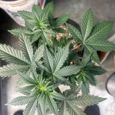 Munchie Matrimony (A): SSG. GWJ25 growlog photo: 💦💦750ml. Took a leaf off the top and bent down a little more. Idt I’ll try to bend any further. The 👹in back is a runt. I should prob pull but f-it gonna let her just do her thing, no training. 