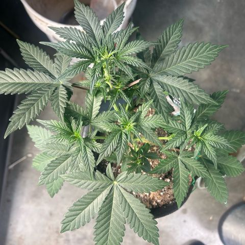 Munchie Matrimony (A): SSG. GWJ25 growlog photo: 💦💦750ml. Took a leaf off the top and bent down a little more. Idt I’ll try to bend any further. The 👹in back is a runt. I should prob pull but f-it gonna let her just do her thing, no training. 