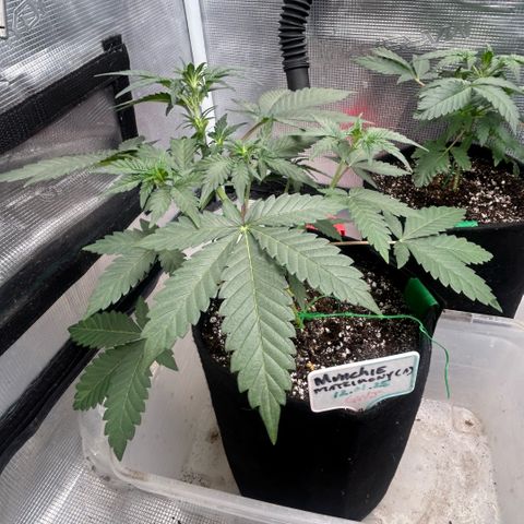 Munchie Matrimony (A): SSG. GWJ25 growlog photo: 💦💦750ml. Took a leaf off the top and bent down a little more. Idt I’ll try to bend any further. The 👹in back is a runt. I should prob pull but f-it gonna let her just do her thing, no training. 