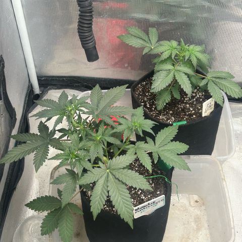 Munchie Matrimony (A): SSG. GWJ25 growlog photo: 💦💦750ml. Took a leaf off the top and bent down a little more. Idt I’ll try to bend any further. The 👹in back is a runt. I should prob pull but f-it gonna let her just do her thing, no training. 