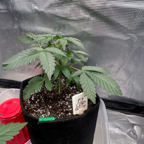 Munchie Matrimony (A): SSG. GWJ25 growlog photo: 💦💦750ml. Took a leaf off the top and bent down a little more. Idt I’ll try to bend any further. The 👹in back is a runt. I should prob pull but f-it gonna let her just do her thing, no training. 