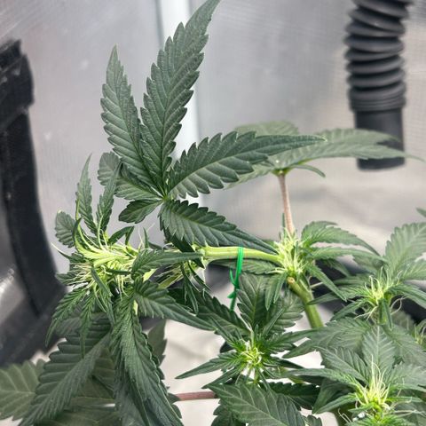 Munchie Matrimony (A): SSG. GWJ25 growlog photo: 💦💦 no nutes this time, but I did give some recharge. 750ml💦. I bent top GENTLY to try to even out tops. Took off a few bud blocker leaves too