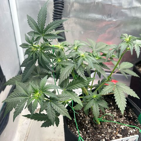Munchie Matrimony (A): SSG. GWJ25 growlog photo: 💦💦 no nutes this time, but I did give some recharge. 750ml💦. I bent top GENTLY to try to even out tops. Took off a few bud blocker leaves too
