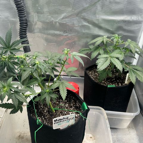 Munchie Matrimony (A): SSG. GWJ25 growlog photo: 💦💦 no nutes this time, but I did give some recharge. 750ml💦. I bent top GENTLY to try to even out tops. Took off a few bud blocker leaves too