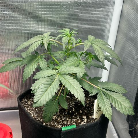 Munchie Matrimony (A): SSG. GWJ25 growlog photo: 💦💦 no nutes this time, but I did give some recharge. 750ml💦. I bent top GENTLY to try to even out tops. Took off a few bud blocker leaves too