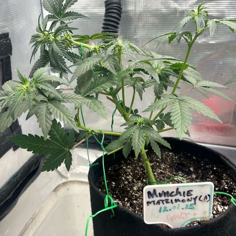 Munchie Matrimony (A): SSG. GWJ25 growlog photo: 💦💦 no nutes this time, but I did give some recharge. 750ml💦. I bent top GENTLY to try to even out tops. Took off a few bud blocker leaves too