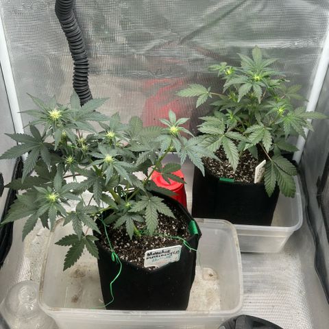 Munchie Matrimony (A): SSG. GWJ25 growlog photo: 💦💦750ml