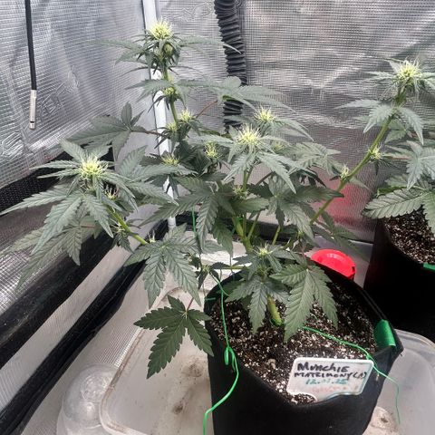 Munchie Matrimony (A): SSG. GWJ25 growlog photo: 💦💦750ml