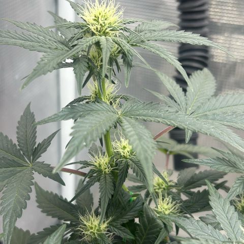 Munchie Matrimony (A): SSG. GWJ25 growlog photo: 💦💦750ml