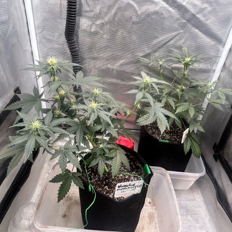 Munchie Matrimony (A): SSG. GWJ25 growlog photo: 💦💦750ml