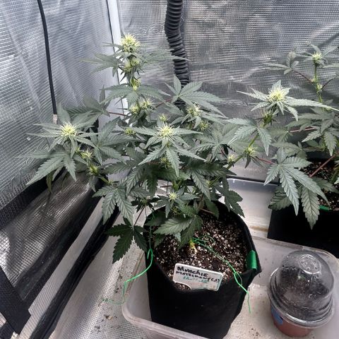 Munchie Matrimony (A): SSG. GWJ25 growlog photo: 750ml 💦💦 NO NUTES. gave recharge