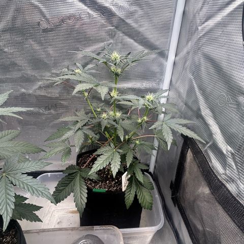 Munchie Matrimony (A): SSG. GWJ25 growlog photo: 750ml 💦💦 NO NUTES. gave recharge