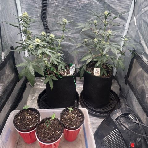 Munchie Matrimony (A): SSG. GWJ25 growlog photo: 💦💦 750ml. Gonna move to larger tent tomorrow. Buds are getting a lot of trichomes showing. 