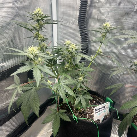 Munchie Matrimony (A): SSG. GWJ25 growlog photo: 💦💦 750ml. Gonna move to larger tent tomorrow. Buds are getting a lot of trichomes showing. 