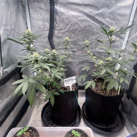 Munchie Matrimony (A): SSG. GWJ25 growlog photo: 750ml💦💦. I like how both are looking. I think the 👹 is gonna turn out pretty well!