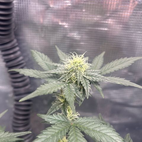 Munchie Matrimony (A): SSG. GWJ25 growlog photo: 750ml💦💦. I like how both are looking. I think the 👹 is gonna turn out pretty well!