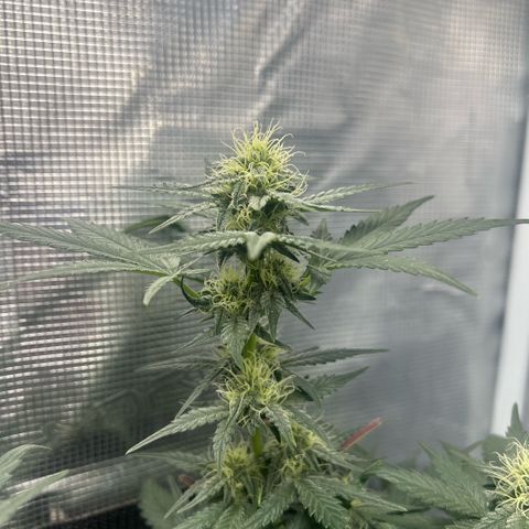 Munchie Matrimony (A): SSG. GWJ25 growlog photo: 750ml💦💦. I like how both are looking. I think the 👹 is gonna turn out pretty well!