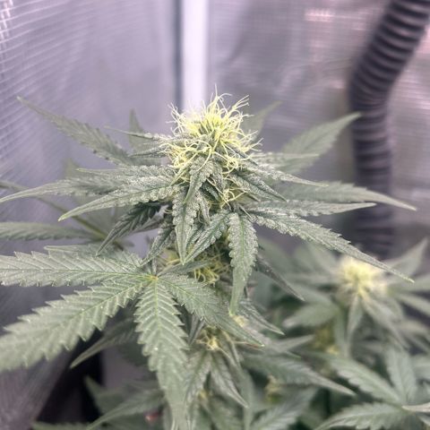 Munchie Matrimony (A): SSG. GWJ25 growlog photo: 750ml💦💦. I like how both are looking. I think the 👹 is gonna turn out pretty well!