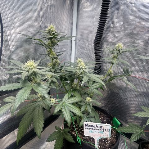 Munchie Matrimony (A): SSG. GWJ25 growlog photo: 750ml💦💦. I like how both are looking. I think the 👹 is gonna turn out pretty well!