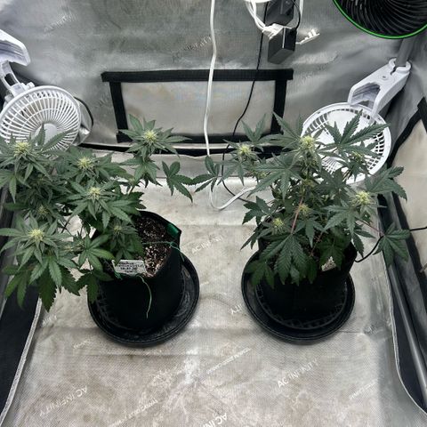 Munchie Matrimony (A): SSG. GWJ25 growlog photo: 💦💦 no nutes. Just a big water to runoff to flush out a lil. Put pots in their own tent. But will move them again before they are done. Gave 1.4L. They were starting to droop a little, I will probably start watering every 2 days