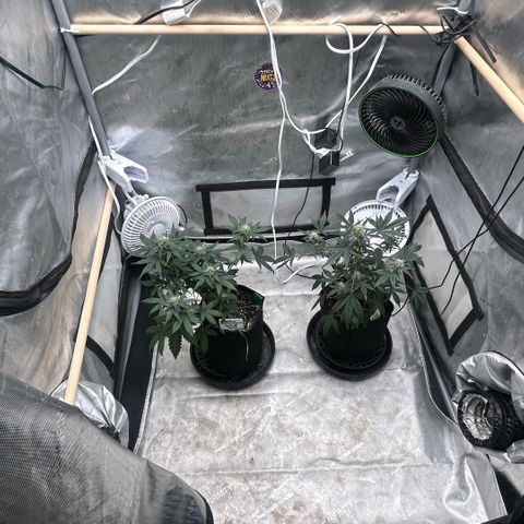Munchie Matrimony (A): SSG. GWJ25 growlog photo: 💦💦 no nutes. Just a big water to runoff to flush out a lil. Put pots in their own tent. But will move them again before they are done. Gave 1.4L. They were starting to droop a little, I will probably start watering every 2 days