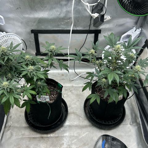 Munchie Matrimony (A): SSG. GWJ25 growlog photo: 💦💦