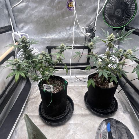Munchie Matrimony (A): SSG. GWJ25 growlog photo: 💦💦 some of leaves are fading. Trimmed off a few bud blocking leaves. 2-3 weeks left I’m guessing 