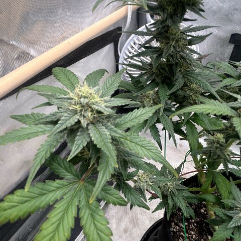 Munchie Matrimony (A): SSG. GWJ25 growlog photo: 💦💦 some of leaves are fading. Trimmed off a few bud blocking leaves. 2-3 weeks left I’m guessing 