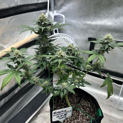 Munchie Matrimony (A): SSG. GWJ25 growlog photo: 💦💦 some of leaves are fading. Trimmed off a few bud blocking leaves. 2-3 weeks left I’m guessing 