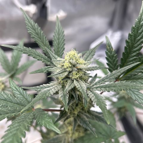 Munchie Matrimony (A): SSG. GWJ25 growlog photo: 💦💦 some of leaves are fading. Trimmed off a few bud blocking leaves. 2-3 weeks left I’m guessing 