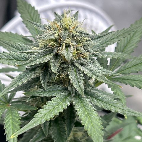 Munchie Matrimony (A): SSG. GWJ25 growlog photo: 💦💦 some of leaves are fading. Trimmed off a few bud blocking leaves. 2-3 weeks left I’m guessing 